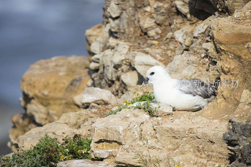 管鼻藿(Fulmarus glacialis)